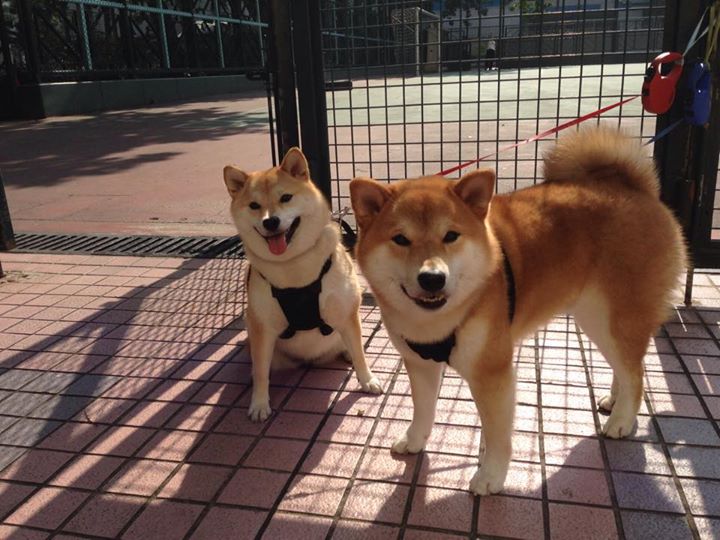 _运动员的慈善事业：用行动传递正能量_，运动员贡献
