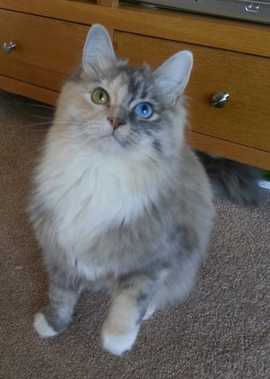 “阿根廷美洲狮队：迈向未来的进攻与防守新风向”