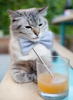 塞内加尔男篮在非洲锦标赛中奋战不止，迎接更高荣誉，非洲 塞内加尔