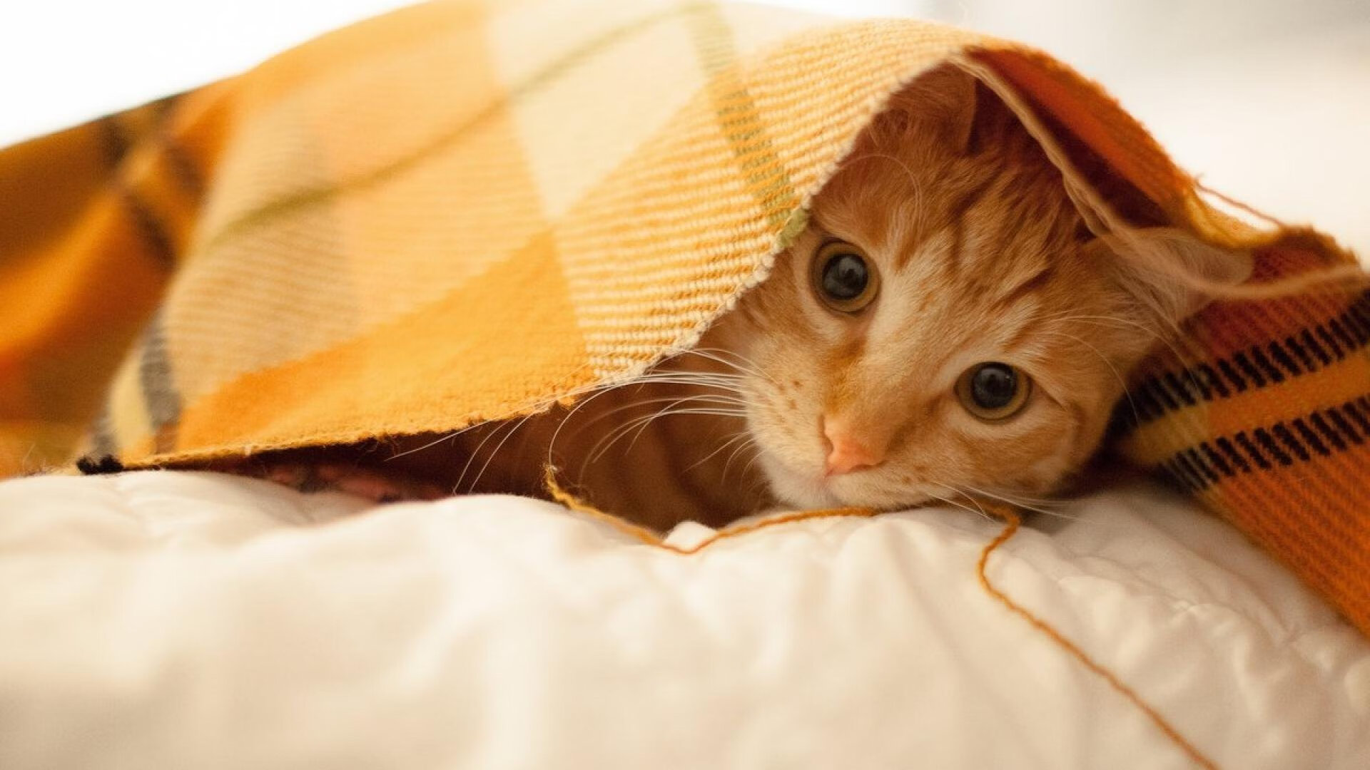 美洲杯天王闪耀：个人能力与团队协作的巅峰展现，美洲杯之王